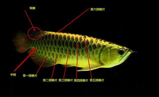 金龍魚顏色等級劃分