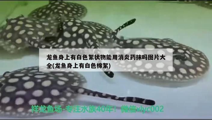 龍魚消炎藥有哪些藥vs祥龍魚場：龍魚消炎藥及其用途和注意事項：龍魚消炎藥及其用途