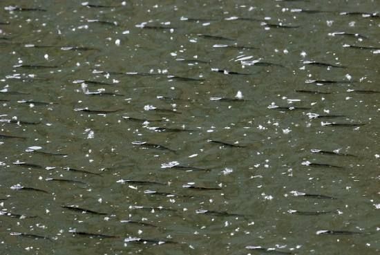 龍魚消炎藥有哪些藥vs祥龍魚場：龍魚消炎藥及其用途和注意事項：龍魚消炎藥及其用途