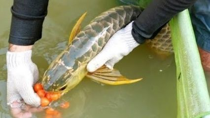 龍魚咬人是什么象征vs祥龍魚場：關于龍魚咬人的詳細分析