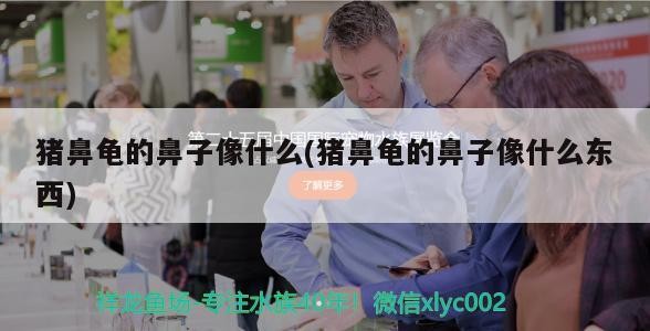 豬鼻龜的鼻子像什么(豬鼻龜的鼻子像什么東西)