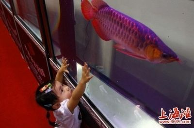 紅龍魚應該用什么顏色的燈照：關于紅龍魚的燈光顏色的詳細介紹