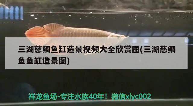 飼料 三湖慈鯛魚缸造景視頻大全欣賞圖(三湖慈鯛魚魚缸造景圖) 魟魚百科 三湖慈鯛魚缸造景視頻大全欣賞圖(三湖慈鯛魚魚缸造景圖) 三湖慈鯛魚缸造景視頻大全欣賞圖(三湖慈鯛魚魚缸造景圖) 魟魚百科