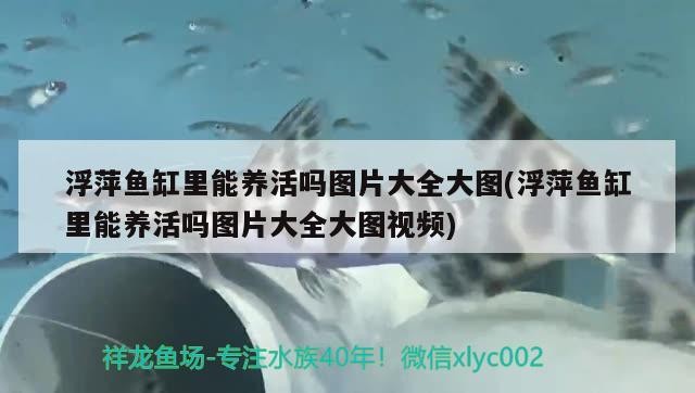浮萍魚缸里能養活嗎圖片大全大圖(浮萍魚缸里能養活嗎圖片大全大圖視頻)