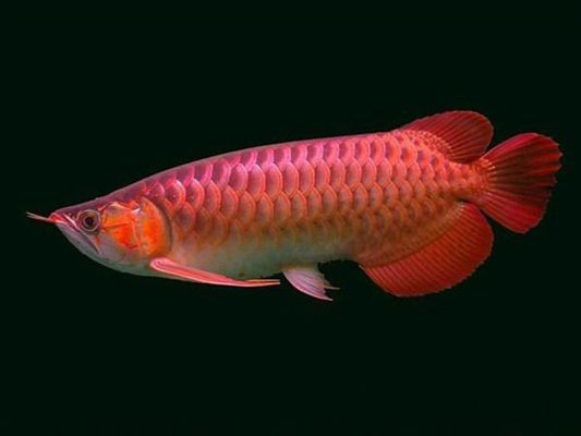龍魚證書上哪個是網址vs祥龍魚場：如何查詢祥龍魚場龍魚證書真偽辨別方法