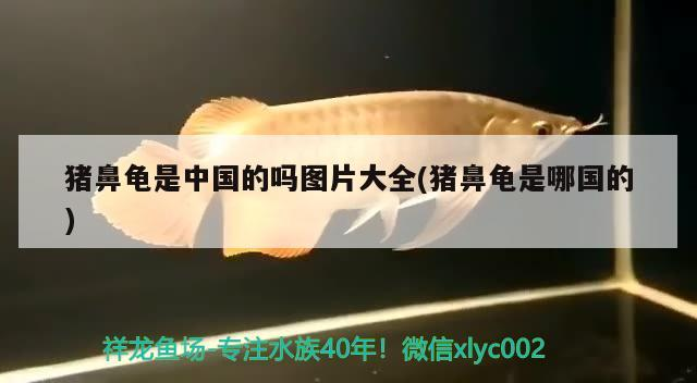 豬鼻龜是中國的嗎圖片大全(豬鼻龜是哪國的)