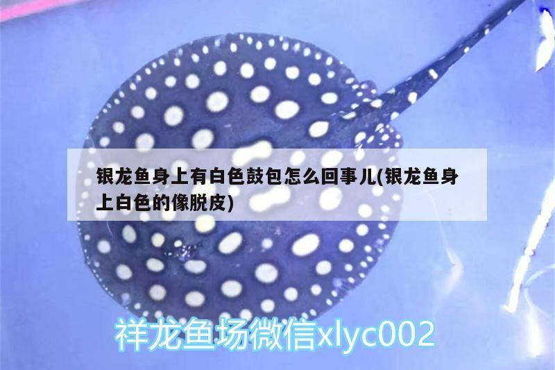 銀龍魚身上有白色鼓包怎么回事兒(銀龍魚身上白色的像脫皮)