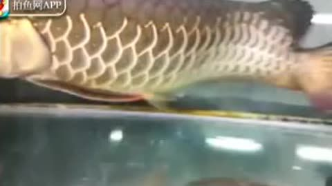 龍魚鱗片上有很多小裂紋怎么回事vs祥龍魚場：龍魚鱗片上有很多小裂紋怎么回事