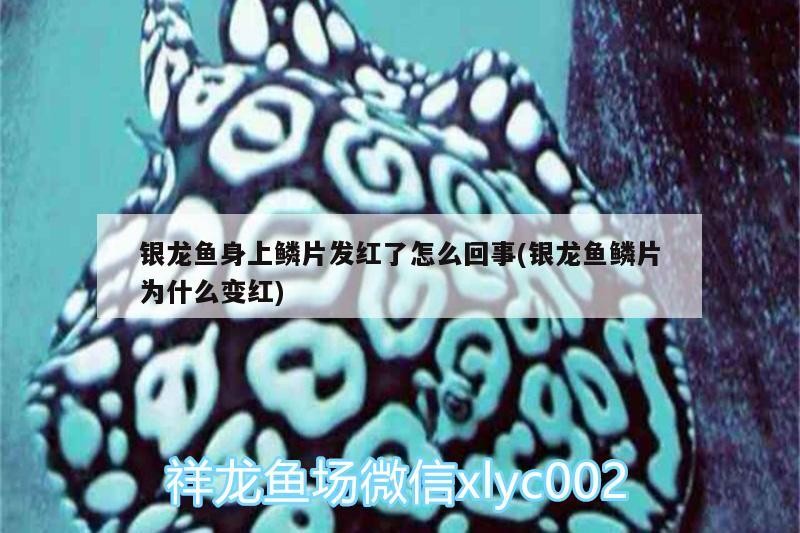 銀龍魚身上鱗片發紅了怎么回事(銀龍魚鱗片為什么變紅)