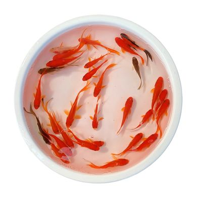 龍魚魚食品牌vs祥龍魚場：龍魚魚食品牌與祥龍魚場在市場競爭中展開激烈角逐