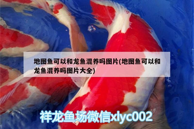 地圖魚可以和龍魚混養嗎圖片(地圖魚可以和龍魚混養嗎圖片大全)