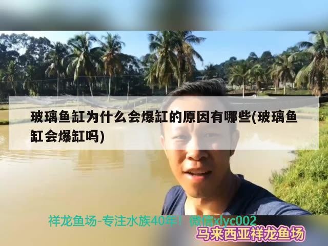 玻璃魚缸為什么會爆缸的原因有哪些(玻璃魚缸會爆缸嗎)