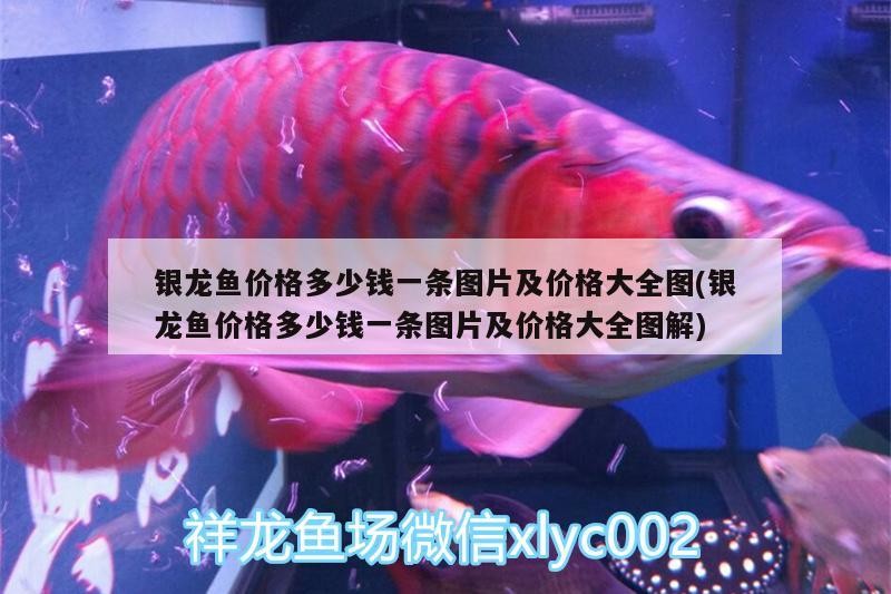 銀龍魚(yú)價(jià)格多少錢一條圖片及價(jià)格大全圖(銀龍魚(yú)價(jià)格多少錢一條圖片及價(jià)格大全圖解)