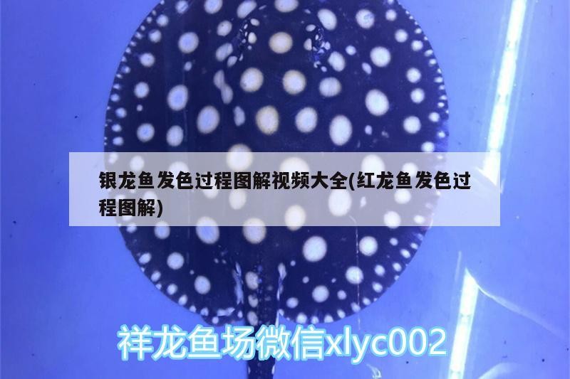 銀龍魚發色過程圖解視頻大全(紅龍魚發色過程圖解)