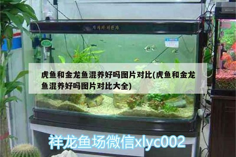 虎魚和金龍魚混養好嗎圖片對比(虎魚和金龍魚混養好嗎圖片對比大全)