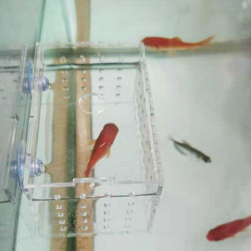 泰國虎魚的繁殖方式及繁殖技術：印尼虎魚的繁殖難點虎魚的繁殖技術尚未掌握虎魚的繁殖技術