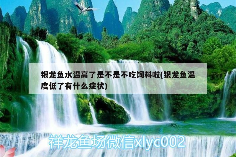 銀龍魚(yú)水溫高了是不是不吃飼料啦(銀龍魚(yú)溫度低了有什么癥狀)