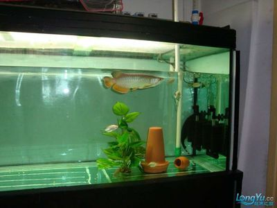 大魚缸怎么換水？：大魚缸換水步驟及注意事項