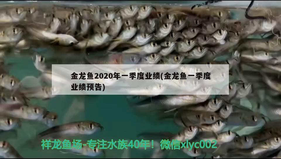 什么叫過背金龍魚圖（過背金龍魚百度百科）