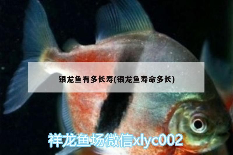銀龍魚有多長壽(銀龍魚壽命多長)