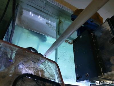 側濾魚缸如何改造好看：側濾魚缸改造方法