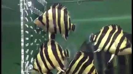 蘇虎長明嗎：蘇虎真的能夠長時間保持明亮的顏色嗎？