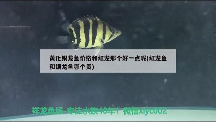 紅龍魚和銀龍魚哪個貴：紅龍魚與銀龍魚市場價格差異