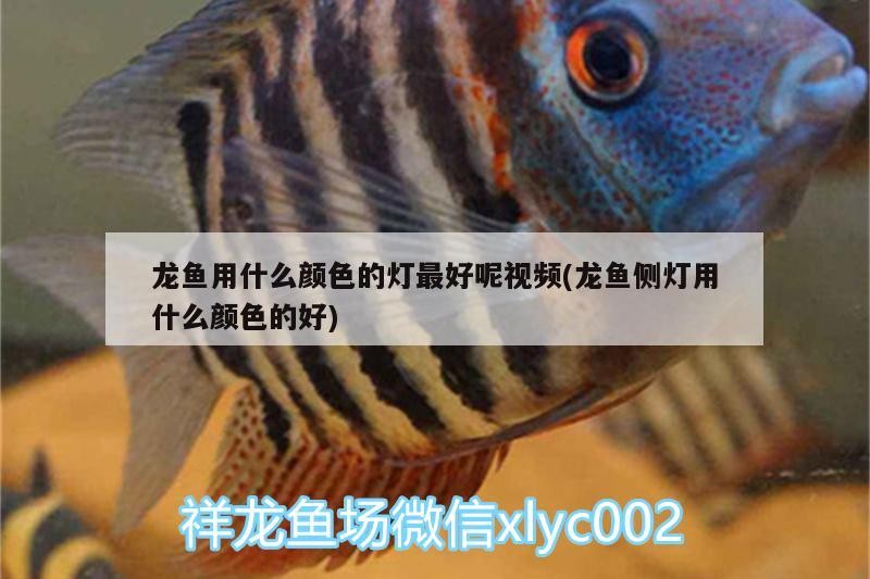 魚缸 龍魚用什么顏色的燈最好呢視頻(龍魚側燈用什么顏色的好) 虎魚百科 龍魚用什么顏色的燈最好呢視頻(龍魚側燈用什么顏色的好) 龍魚用什么顏色的燈最好呢視頻(龍魚側燈用什么顏色的好) 虎魚百科