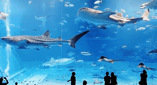 鄂爾多斯水族館vs祥龍魚場（內(nèi)蒙古鄂爾多斯水族館和祥龍魚場和觀賞魚有什么關(guān)系）