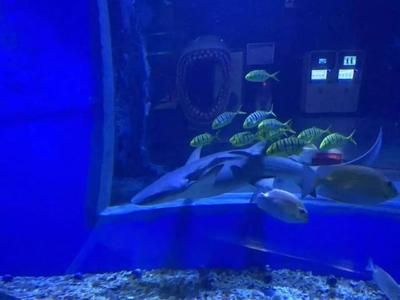 鄂爾多斯水族館vs祥龍魚場（內(nèi)蒙古鄂爾多斯水族館和祥龍魚場和觀賞魚有什么關(guān)系）