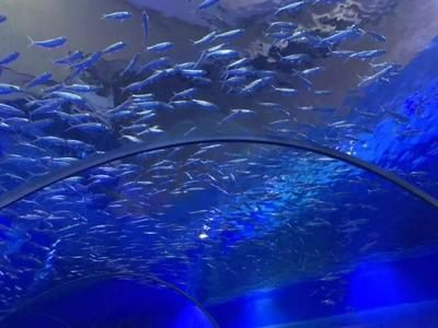 鄂爾多斯水族館vs祥龍魚場（內(nèi)蒙古鄂爾多斯水族館和祥龍魚場和觀賞魚有什么關(guān)系）