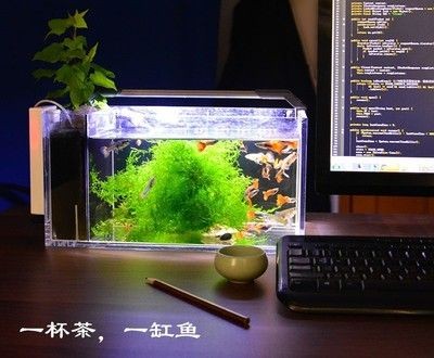 茶葉可以放魚缸里嗎：茶葉可以放魚缸里嗎？