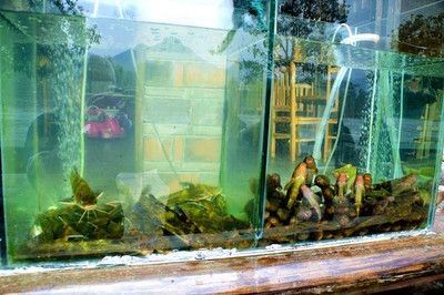 茶葉可以放魚缸里嗎：茶葉可以放魚缸里嗎？