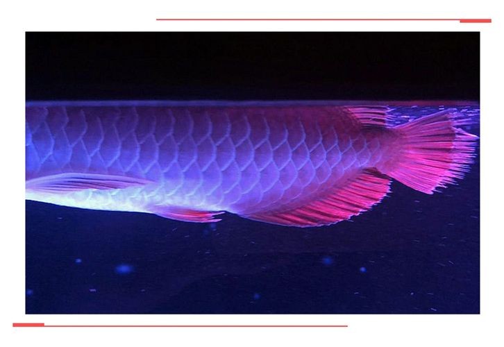 紅龍魚爛尾了怎么辦：如何處理紅龍魚爛尾的問題