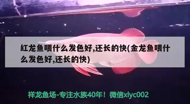 龍魚喂什么長的最快呢vs祥龍魚場：“龍魚喂什么長的最快呢vs祥龍魚場”內(nèi)容提供了一些建議