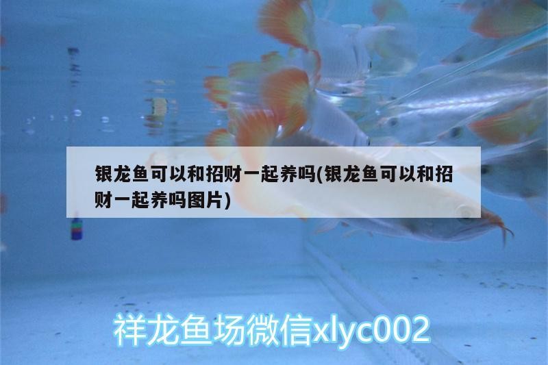 銀龍魚可以和招財一起養嗎(銀龍魚可以和招財一起養嗎圖片)