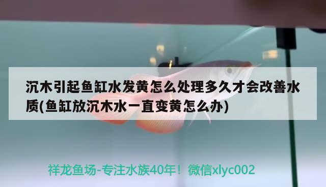 沉木引起魚缸水發黃怎么處理多久才會改善水質(魚缸放沉木水一直變黃怎么辦)