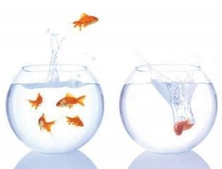 自己撿的石頭魚缸造景圖片