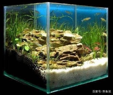 對魚缸里的魚的描寫句子簡短：a金魚的飼養與觀察日記金魚的飼養與觀察日記金魚
