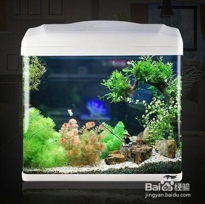 大魚缸怎么樣增氧：大魚缸增氧方法從以下幾個方面考慮大魚缸增氧方法