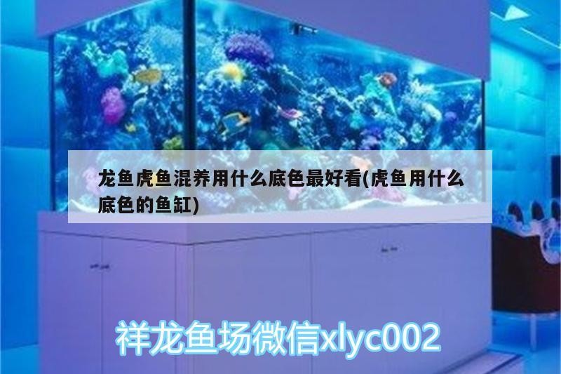 龍魚虎魚混養用什么底色最好看(虎魚用什么底色的魚缸)