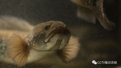 龍魚最好的食物排名vs祥龍魚場：祥龍魚場飼料評價龍魚專用飼料品牌排行
