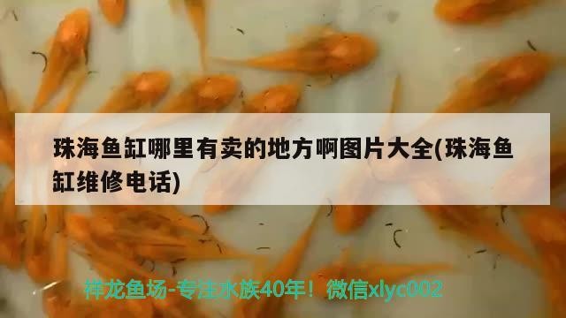 珠海魚缸哪里有賣的地方啊圖片大全(珠海魚缸維修電話)