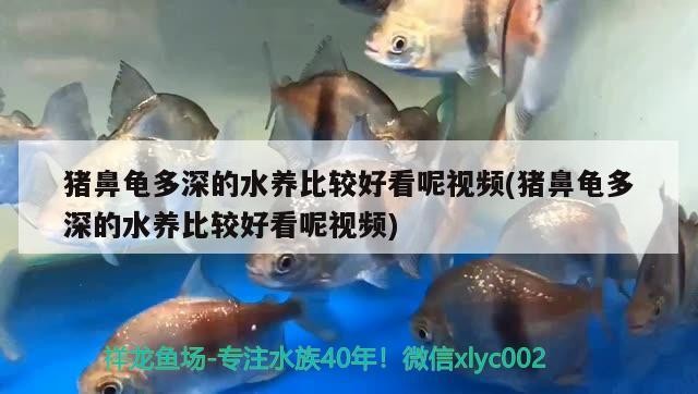 豬鼻龜多深的水養比較好看呢視頻(豬鼻龜多深的水養比較好看呢視頻)