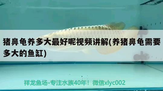 豬鼻龜養(yǎng)多大最好呢視頻講解(養(yǎng)豬鼻龜需要多大的魚(yú)缸)