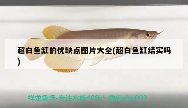 超白魚缸的優缺點圖片大全(超白魚缸結實嗎)