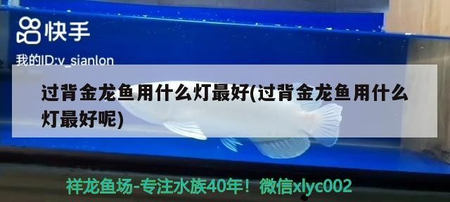 過背金龍魚用什么燈最好(過背金龍魚用什么燈最好呢)