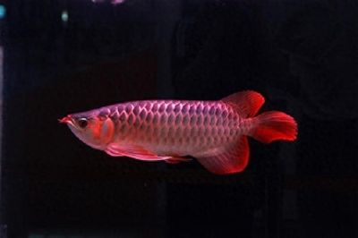 紅龍魚小時候：紅龍魚從小到大的生長過程
