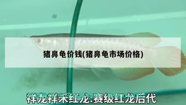 豬鼻龜價(jià)錢(豬鼻龜市場(chǎng)價(jià)格)