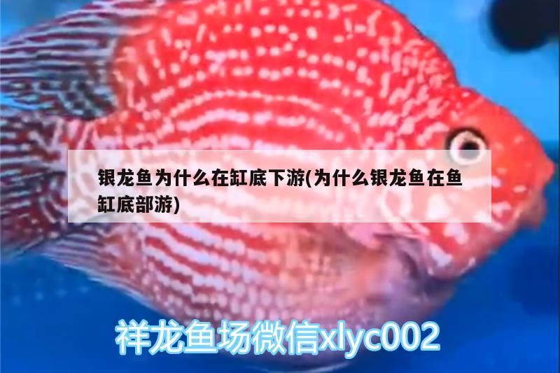 銀龍魚為什么在缸底下游(為什么銀龍魚在魚缸底部游)